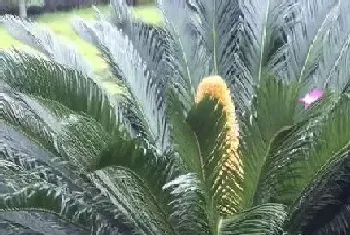 铁树花有什么作用和用途,铁树花的功效与作用及食用方法详解