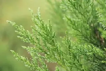 侧柏几月开花结果,什么时候开花结果?