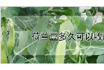 荷兰豆多久可以收成