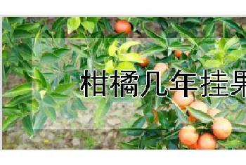 柑橘几年挂果