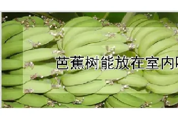 芭蕉树能放在室内吗