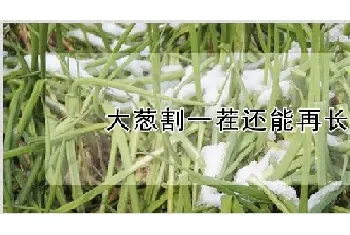 大葱割一茬还能再长吗