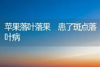 苹果落叶落果 患了斑点落叶病