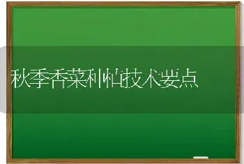 秋季香菜种植技术要点