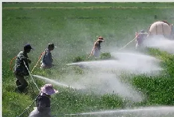 冬小麦不同时期的浇水时间及要点介绍