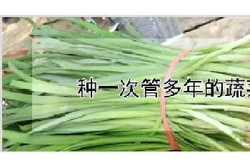 种一次管多年的蔬菜