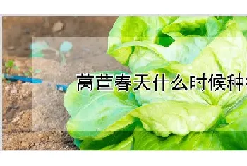 莴苣春天什么时候种植