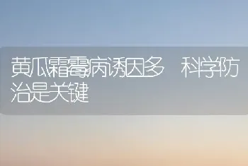 黄瓜霜霉病诱因多 科学防治是关键