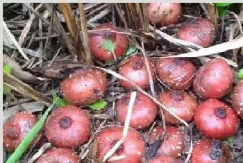 野地瓜种植方法技术