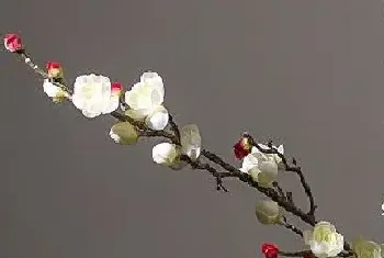 学校适合种什么植物?