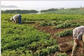 种植花生，后期管理注意做好这“四防”!