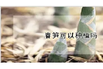 春笋可以种植吗