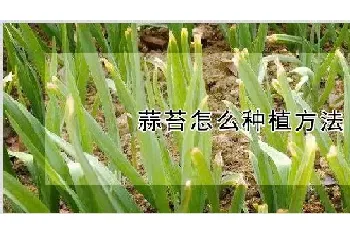 蒜苔怎么种植方法