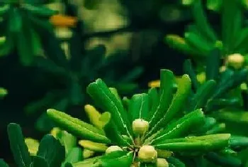 海桐是被子植物吗?海桐植物学介绍