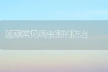 莲藕常见病虫害的防治