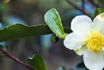 茶树什么时候开花结果,开花季节?