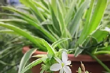 垂吊植物有哪些?垂吊植物大全