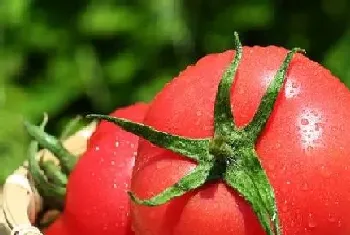 西红柿多久开花结果?