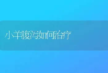 打籽西葫芦银贝9号种植技术