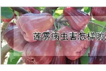 莲雾病虫害怎样防治