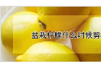 盆栽柠檬什么时候剪枝