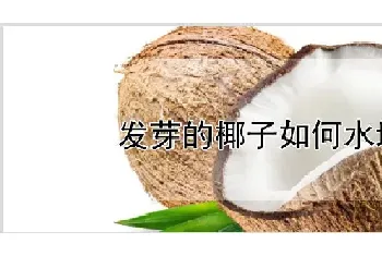 发芽的椰子如何水培