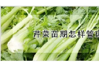 芹菜苗期怎样管理