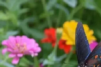 庭院花卉种植品种,院子里种什么花卉植物好?