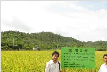 香稻野香优2号高产栽培技术分析