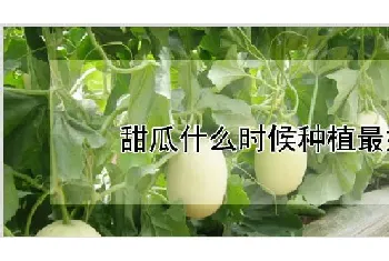 甜瓜什么时候种植最好