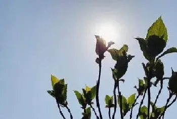 绣球花是多年生还是一年生植物?