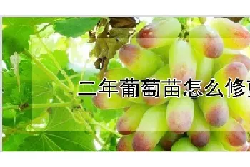 二年葡萄苗怎么修剪