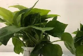 植物可以浇可乐吗,用可乐给植物浇水方法?