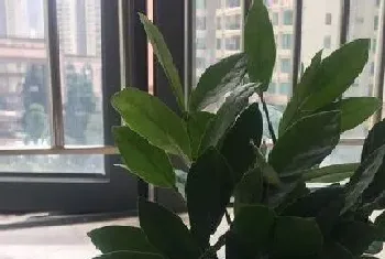 属虎的养什么植物旺财又招财运?