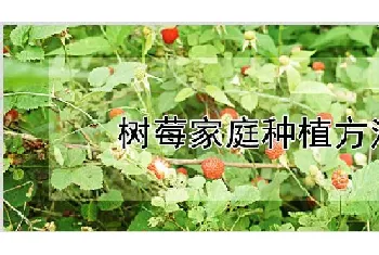 树莓家庭种植方法