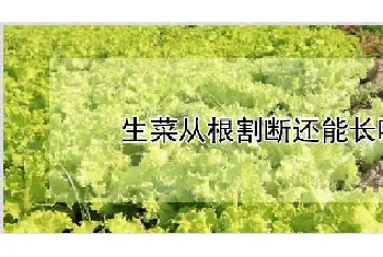 生菜从根割断还能长吗