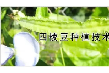 四棱豆种植技术