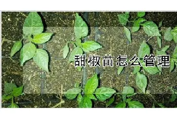 甜椒苗怎么管理