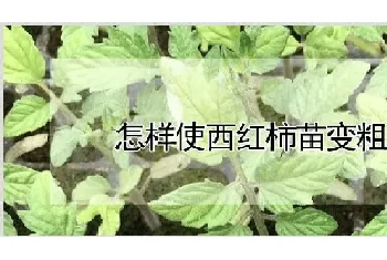 怎样使西红柿苗变粗壮