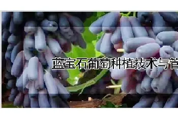 蓝宝石葡萄种植技术与管理