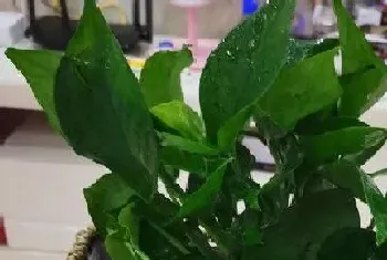 全耐阴植物有哪些?全耐阴植物大全