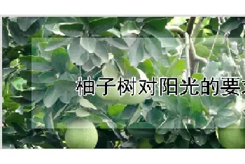 柚子树对阳光的要求