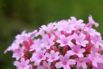 马鞭草花期多长时间?马鞭草的功效与作用