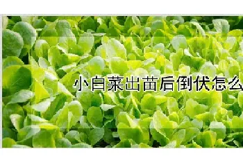 小白菜出苗后倒伏怎么办