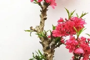 桃花什么季节开花,开花时间是几月份?