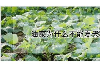 油菜为什么不能夏天种