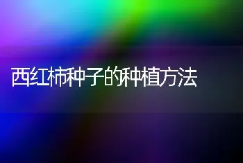 西红柿种子的种植方法