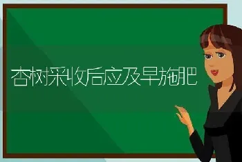 杏树采收后应及早施肥