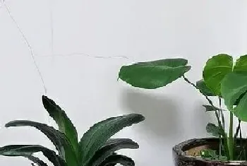 玄关适合放什么植物?