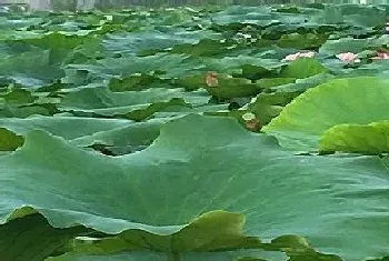 荷花是多年生植物吗?